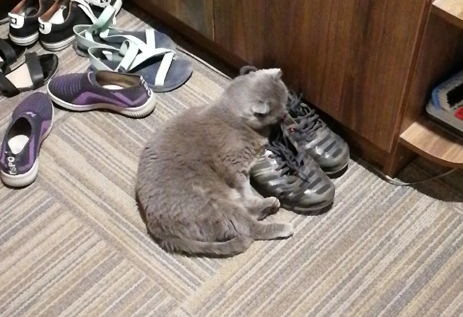 Cat smelling shoes