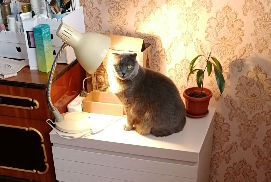 Cat under lamp